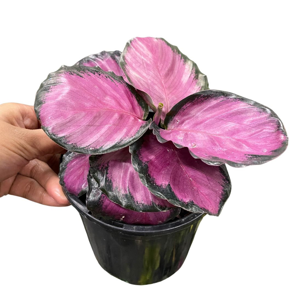 calathea-roseopicta-rosey
