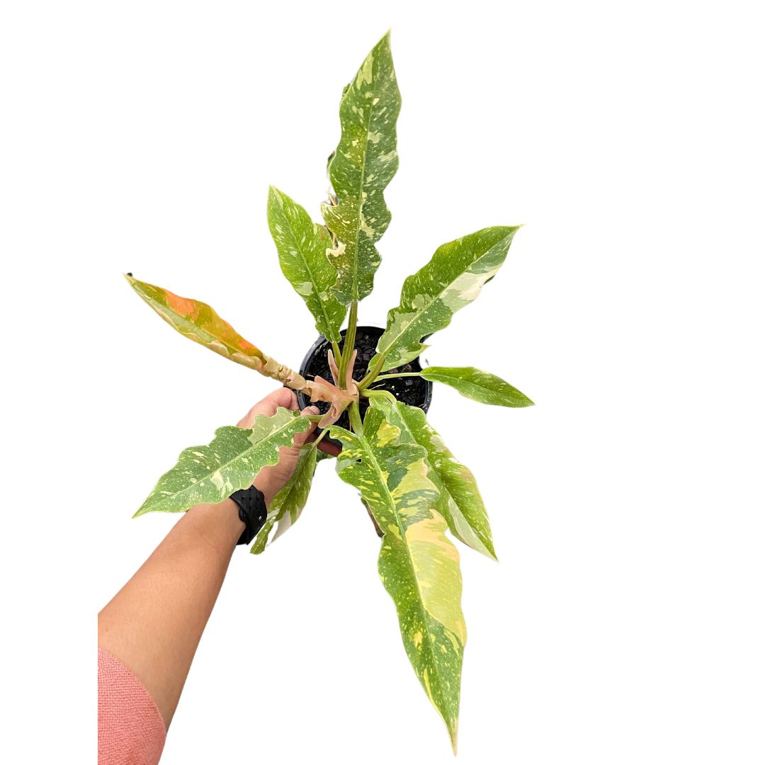 ficus-lyrata-bambino