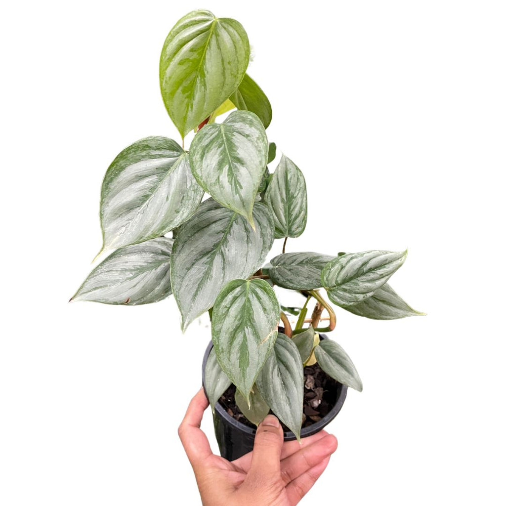 Philodendron Sodiroi - Wera Plants