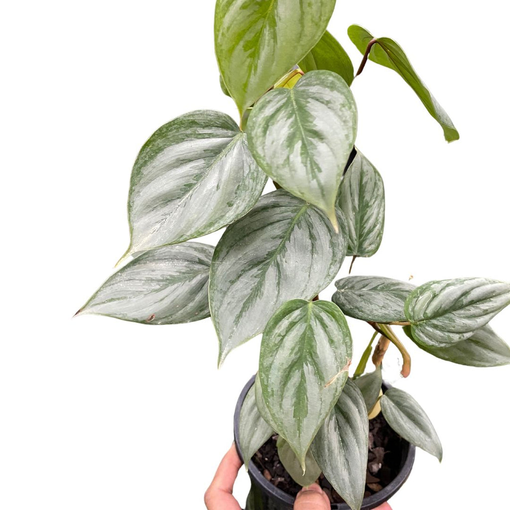 Philodendron Sodiroi - Wera Plants