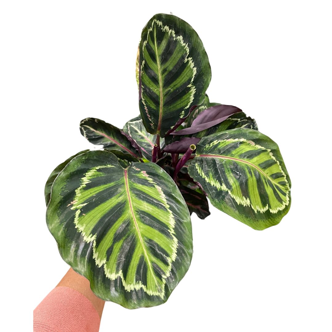 Calathea Roseopicta (pick up only) - Wera Plants