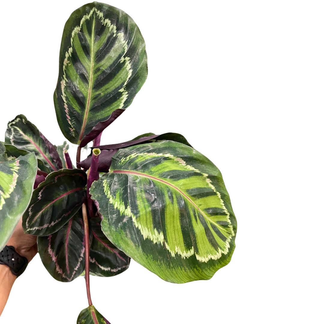 Calathea Roseopicta (pick up only) - Wera Plants