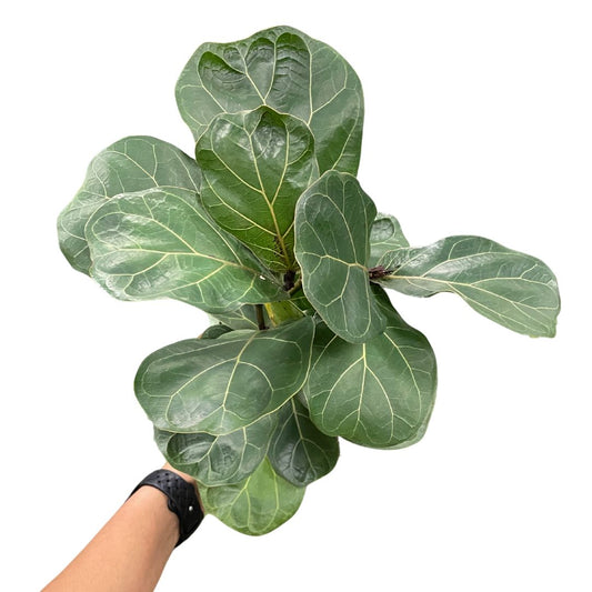 peperomia-rugosa-ecuador