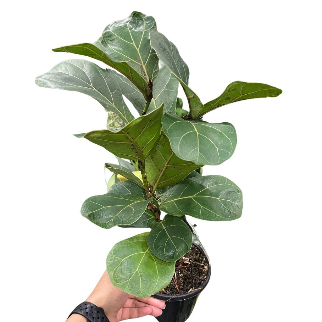 ficus-lyrata-bambino