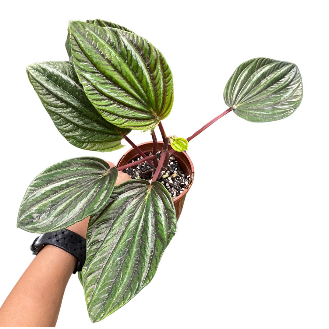 Peperomia Rugosa Ecuador – Wera Plants