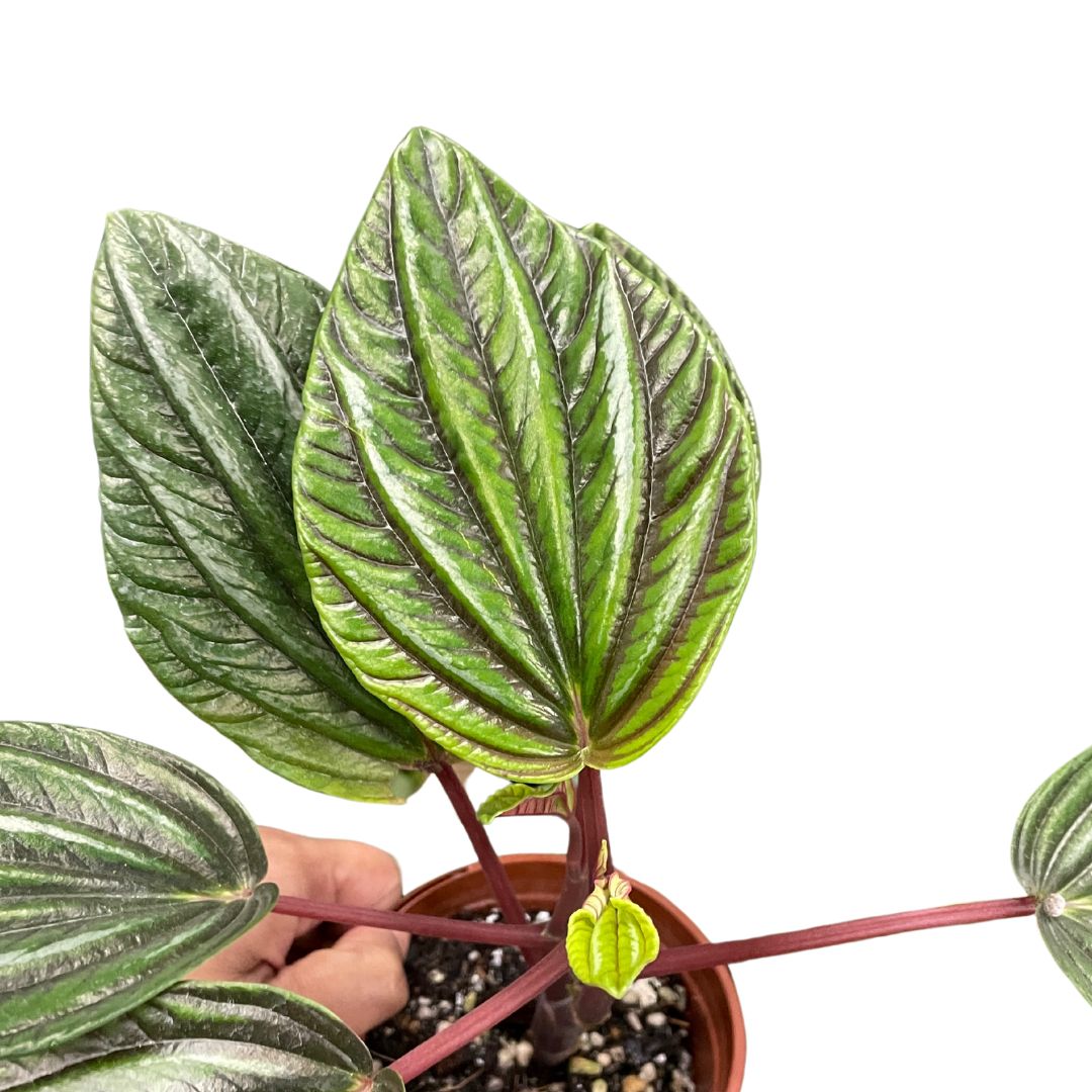 peperomia-rugosa-ecuador