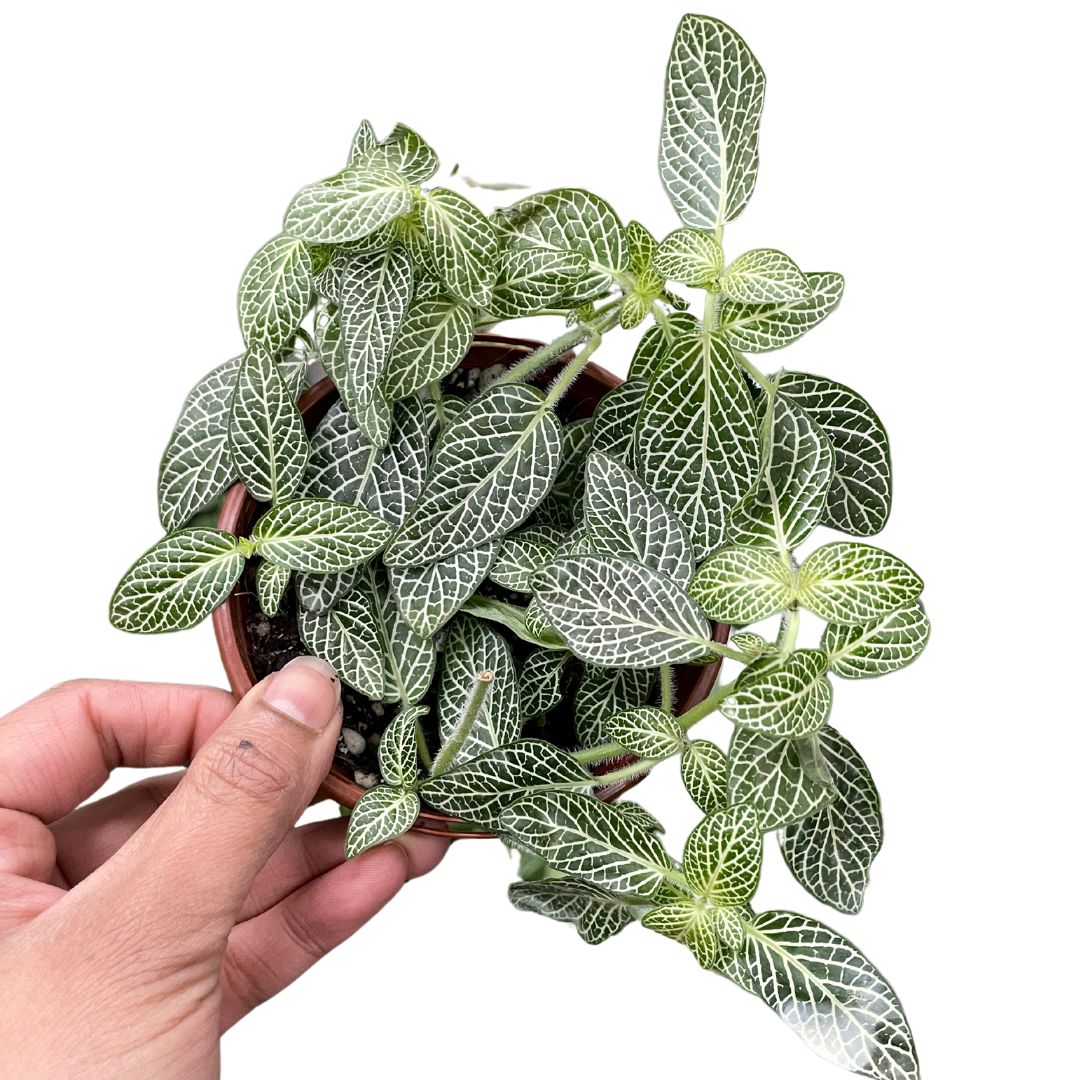 Fittonia Nerve Plant - Wera Plants