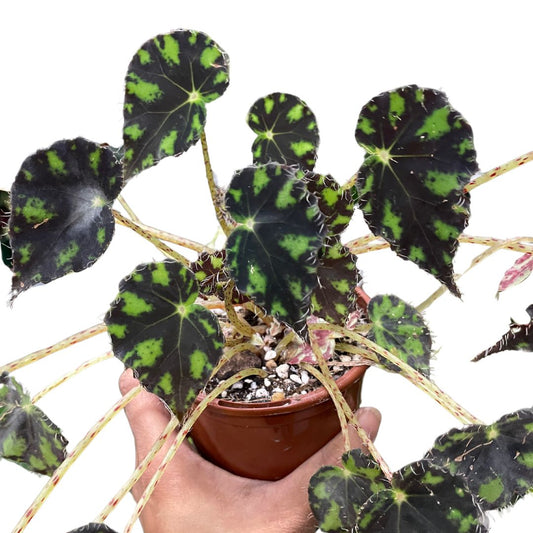 monstera-thai-constellation-1
