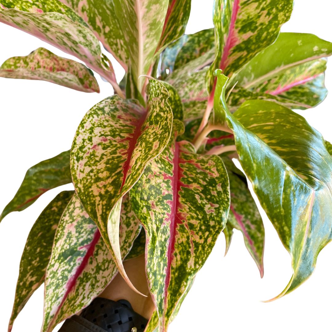 aglaonema-super-size