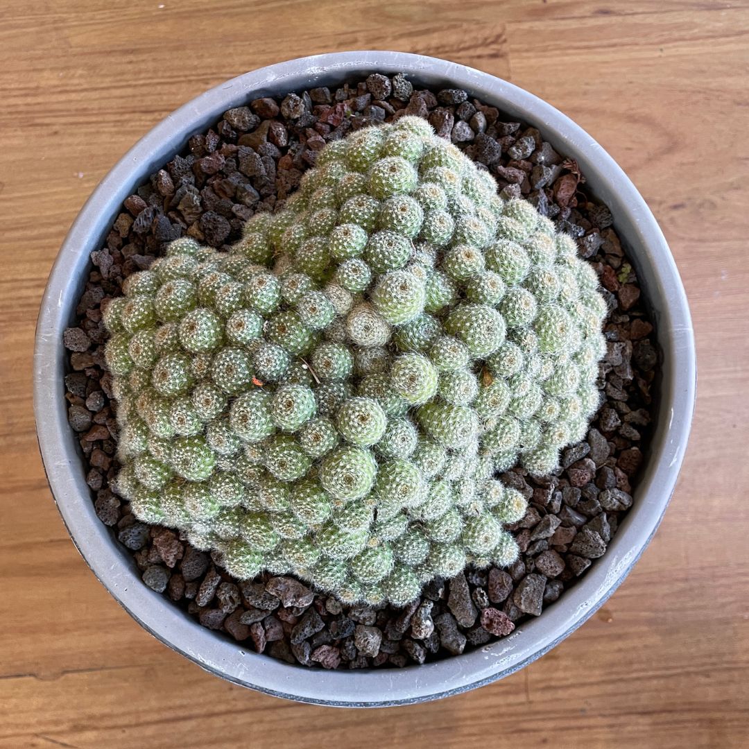 Large Cactus Bowl (Pick Up Only)