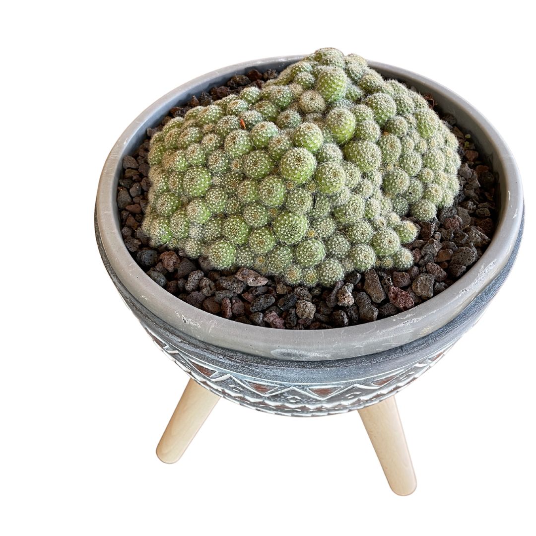 Large Cactus Bowl (Pick Up Only)