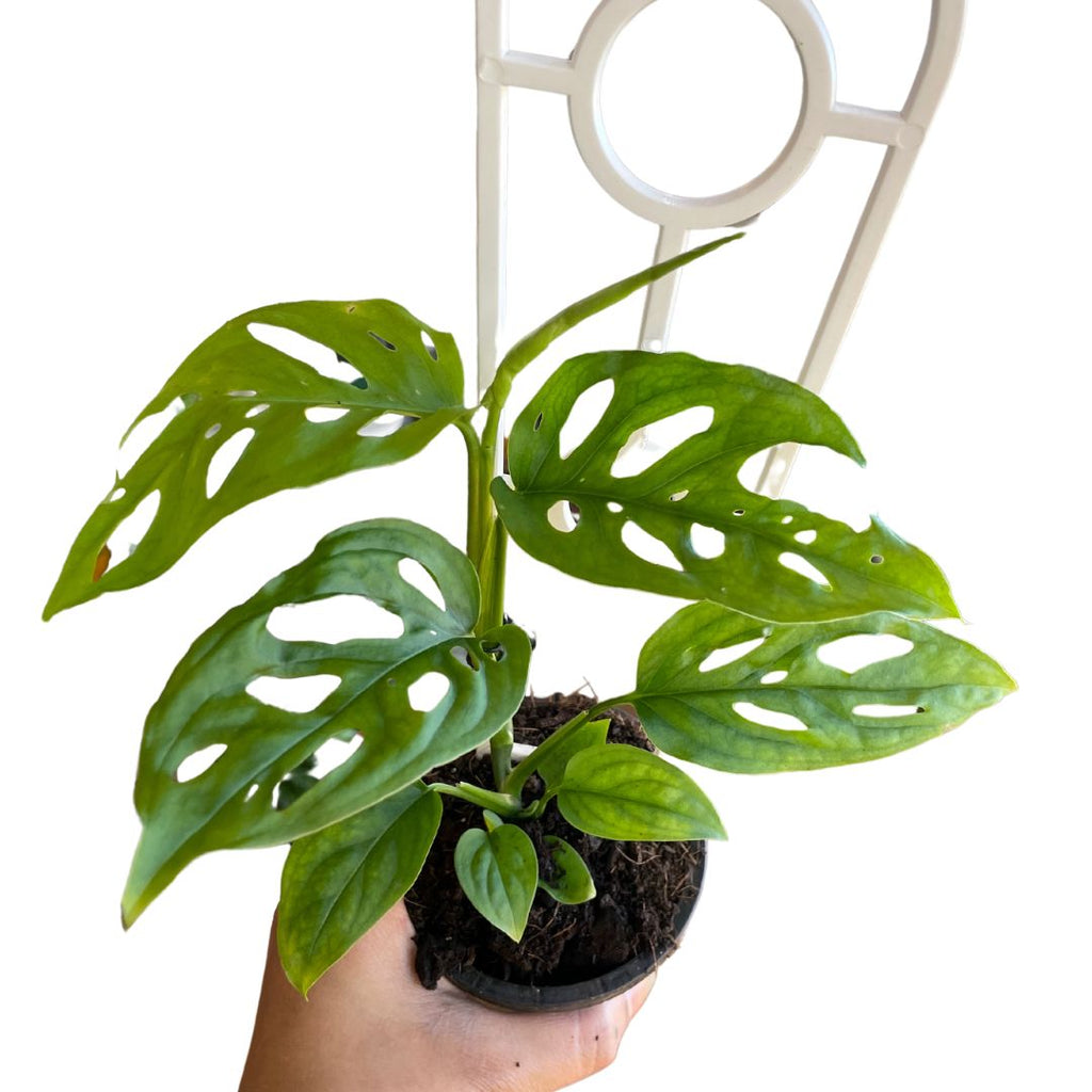monstera-friedrichsthalii