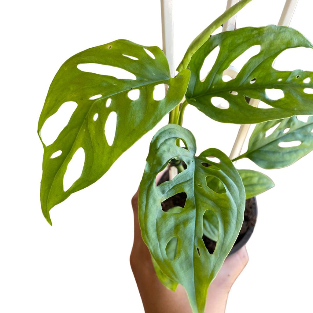 bromeliad-large-pick-up