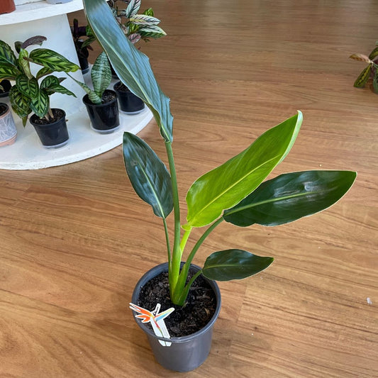 howea-forsteriana-kentia-palm