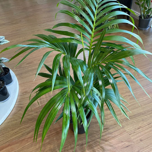 rhapis-excelsa-lady-palm