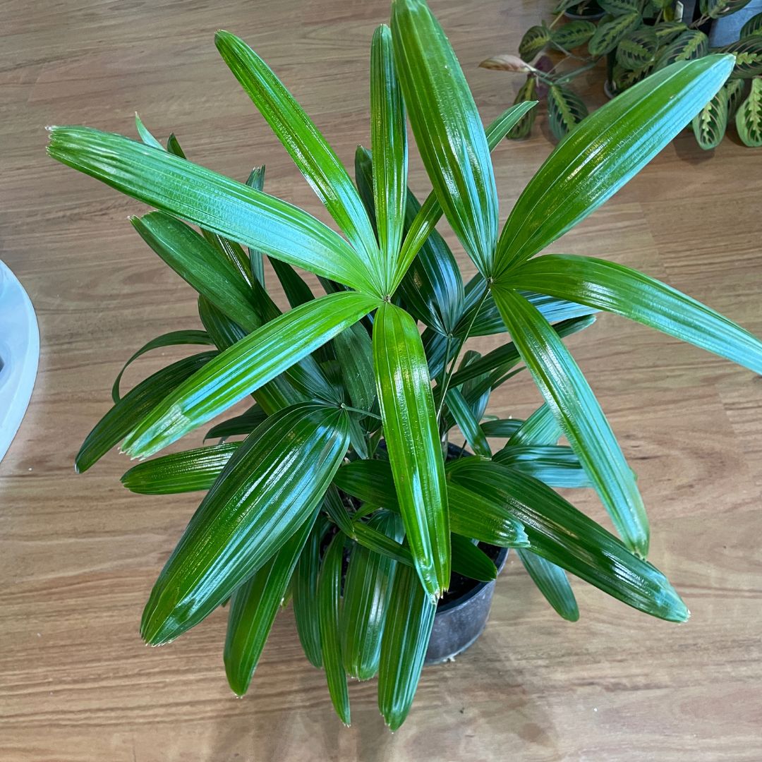bromeliad-pick-up
