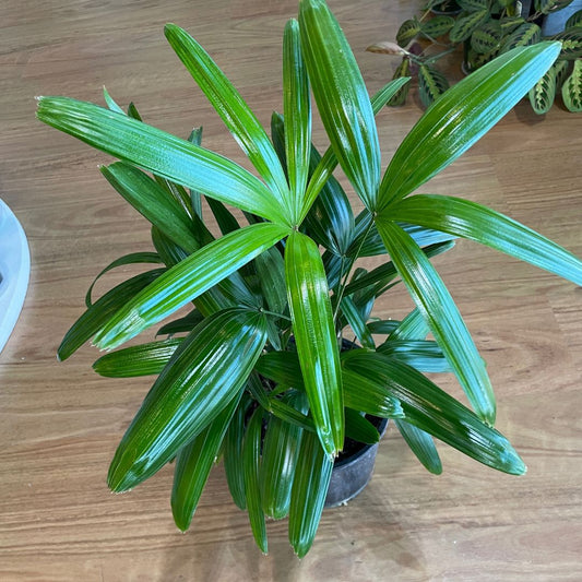 bromeliad-pick-up