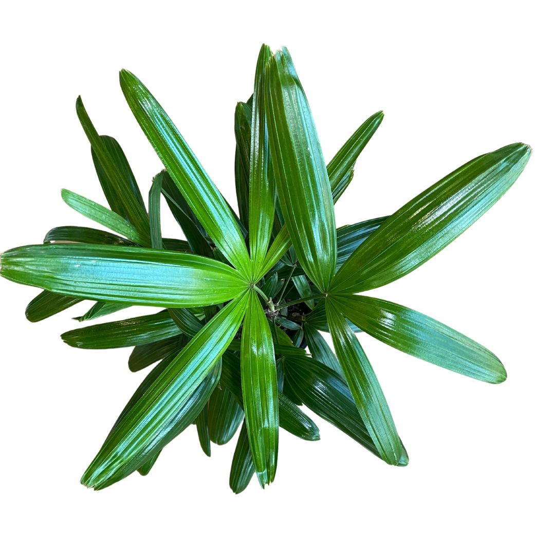 rhapis-excelsa-lady-palm