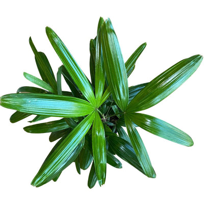 rhapis-excelsa-lady-palm