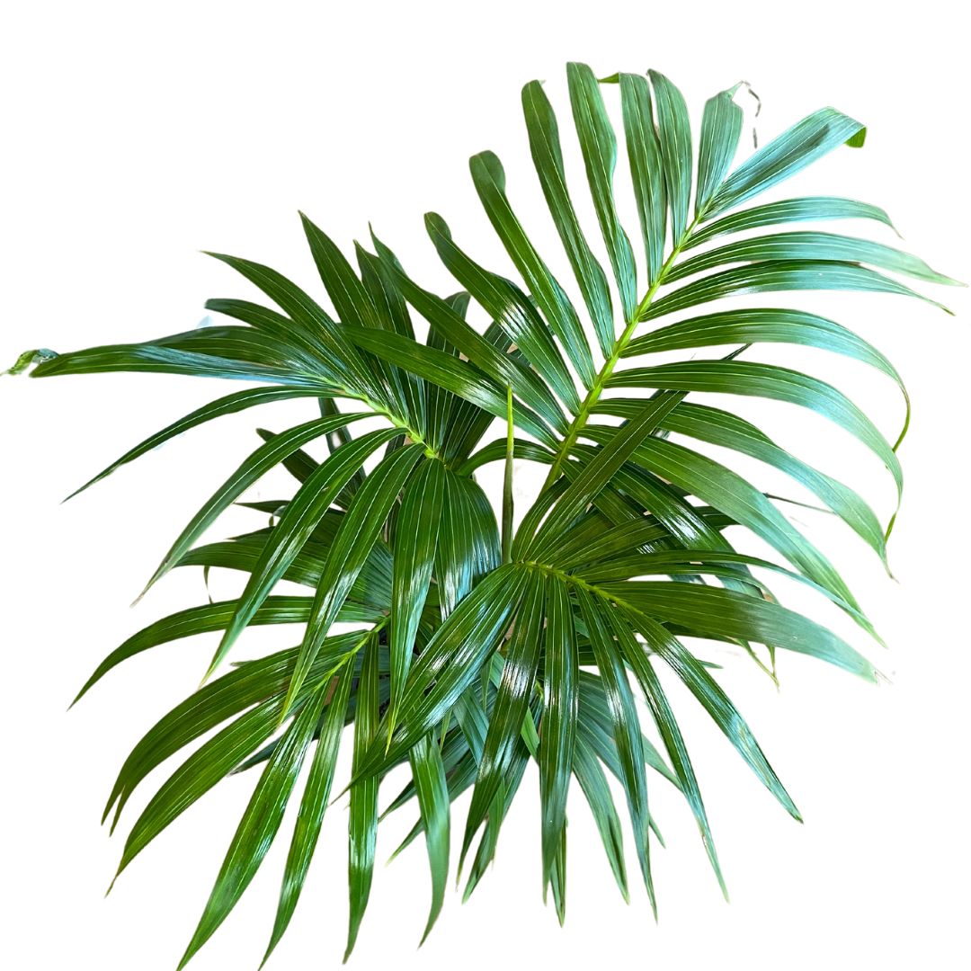 howea-forsteriana-kentia-palm