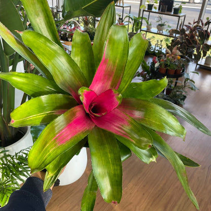 large-cactus-bowl-pick-up-only