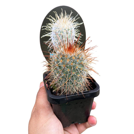 mammillaria-celsiana