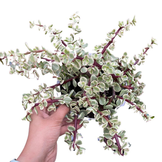 Portulacaria Afra Variegata - Wera Plants