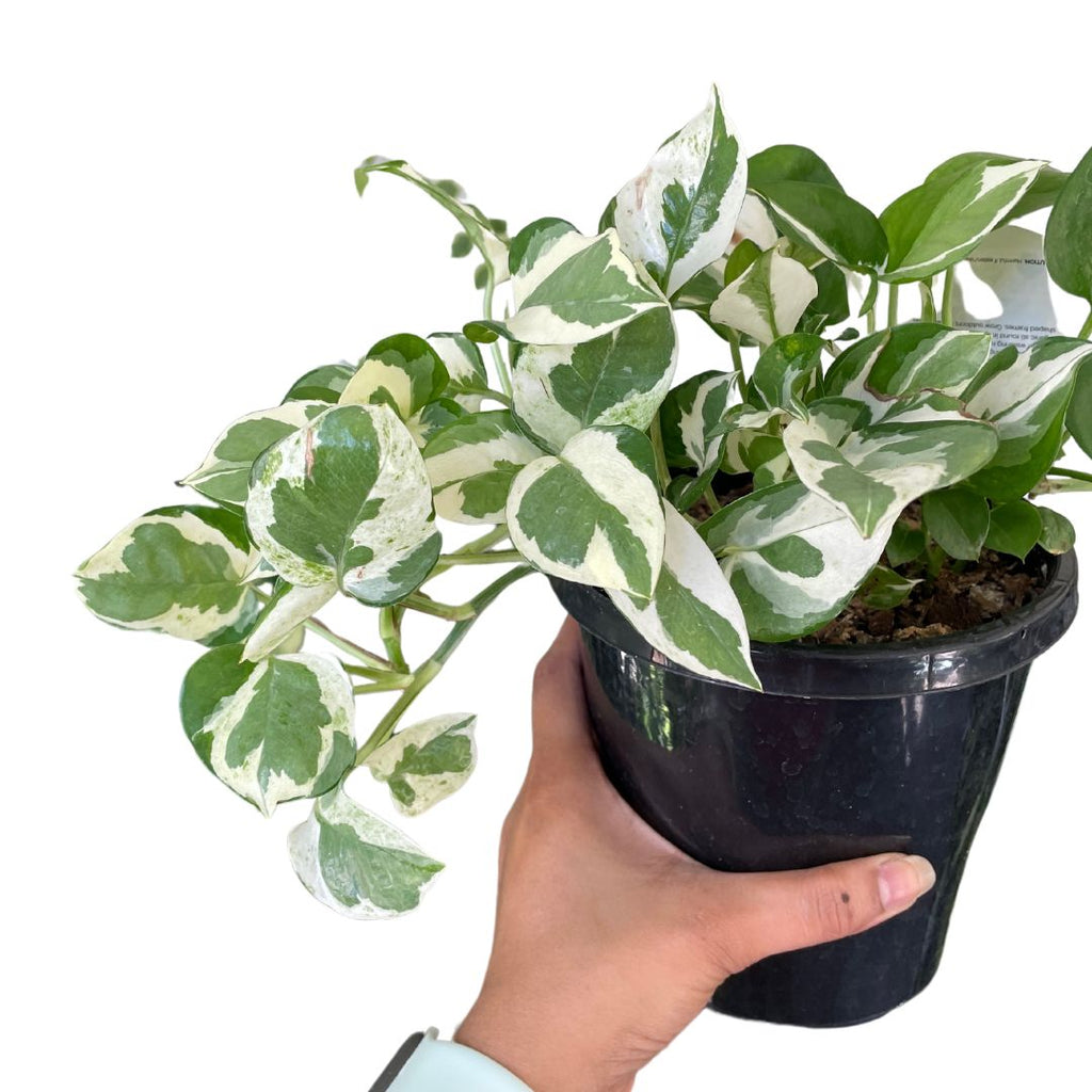 snow queen pothos scientific name Snow Queen Pothos Care Guide