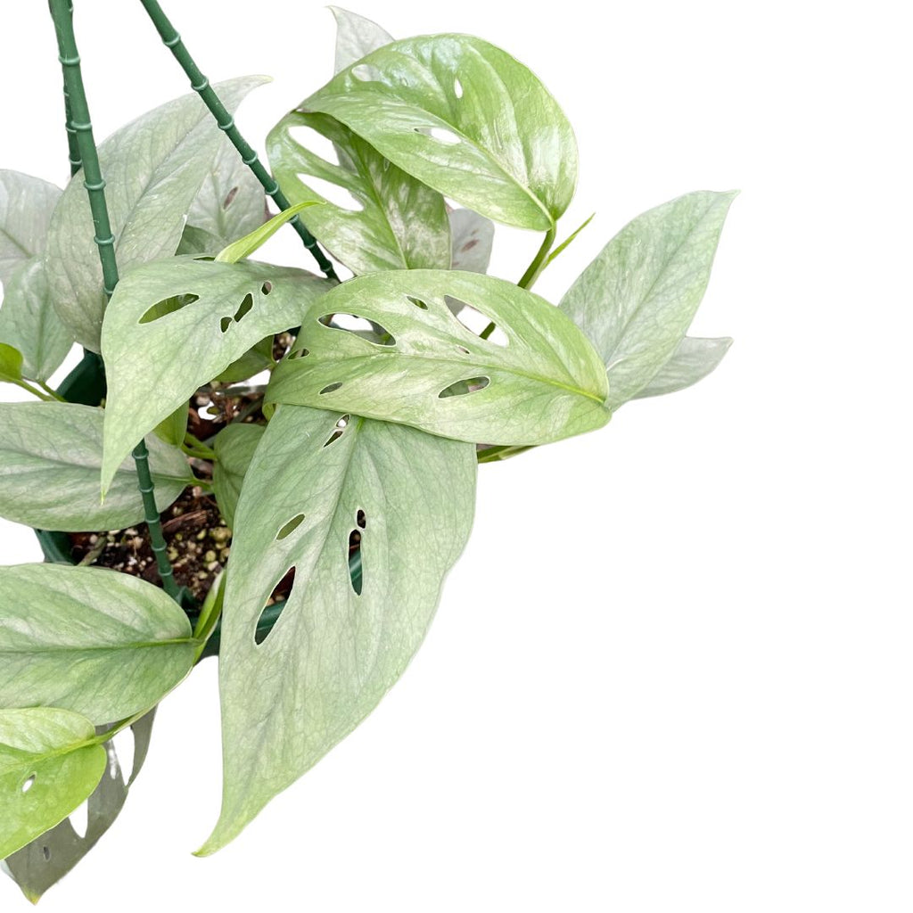 peperomia-capareta-ripples-variegated