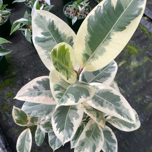 Ficus Elastica 'Tineke' (Large pick up only)