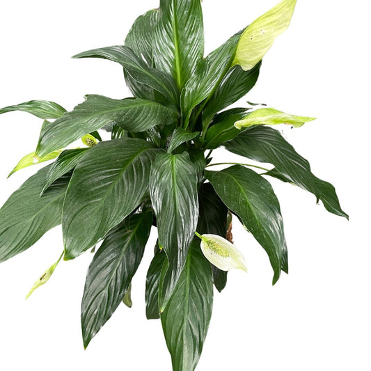 Spathiphyllum Peace Lily- (32Pick up only)