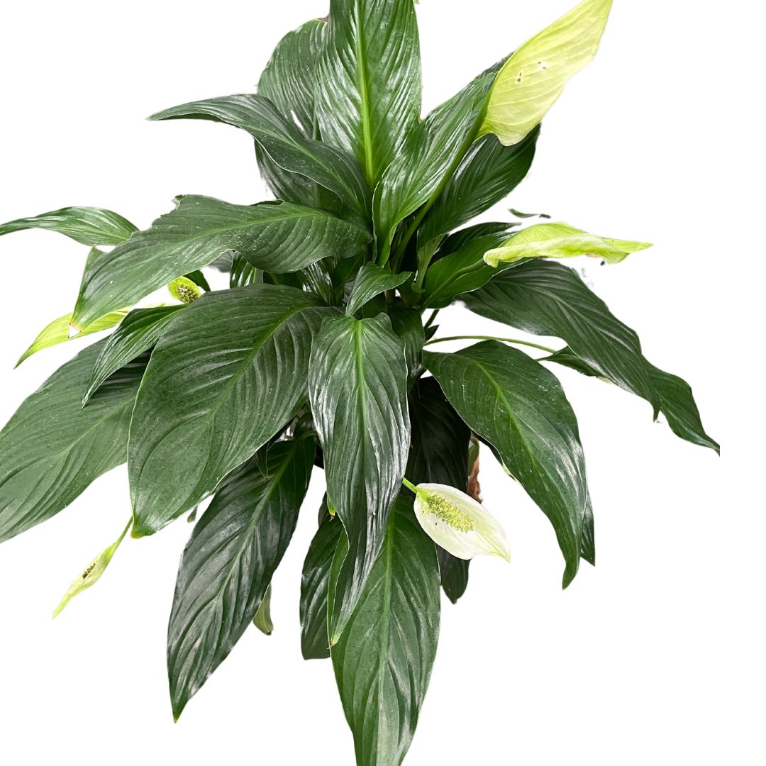 Spathiphyllum Peace Lily- (Pick up only) - Wera Plants