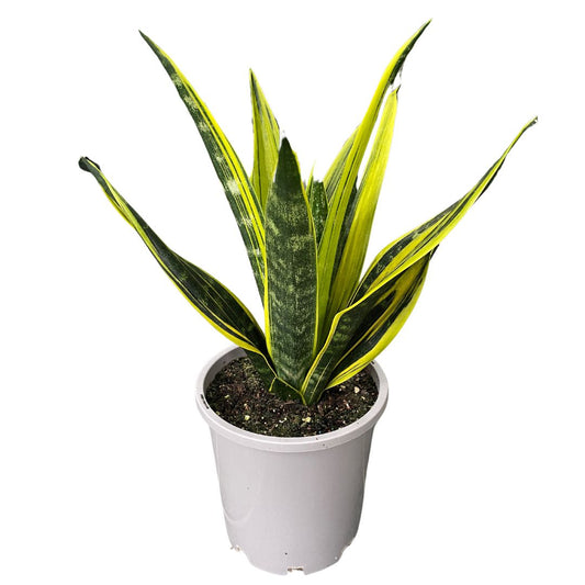 Sansevieria 'Golden Flame' Pick up only