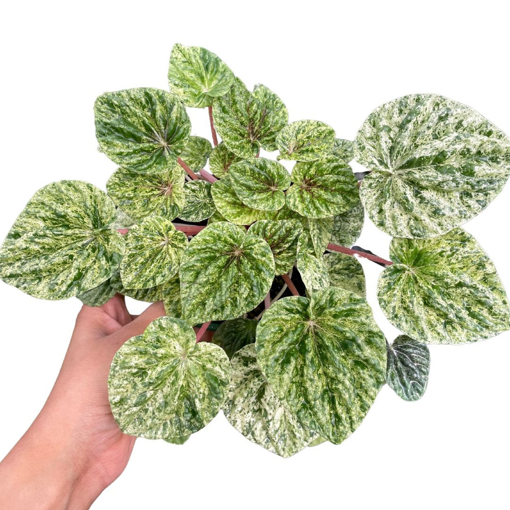 peperomia-capareta-ripples-variegated