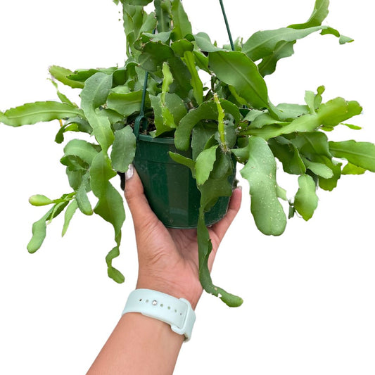 ceropegia-woodi-chain-of-hearts-variegated