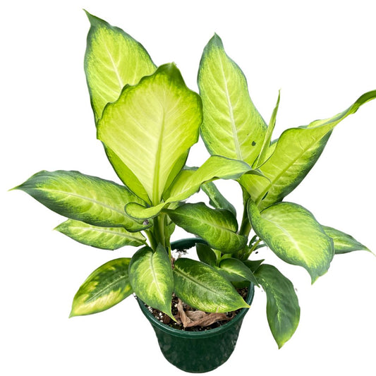Dieffenbachia (Large pick up only)