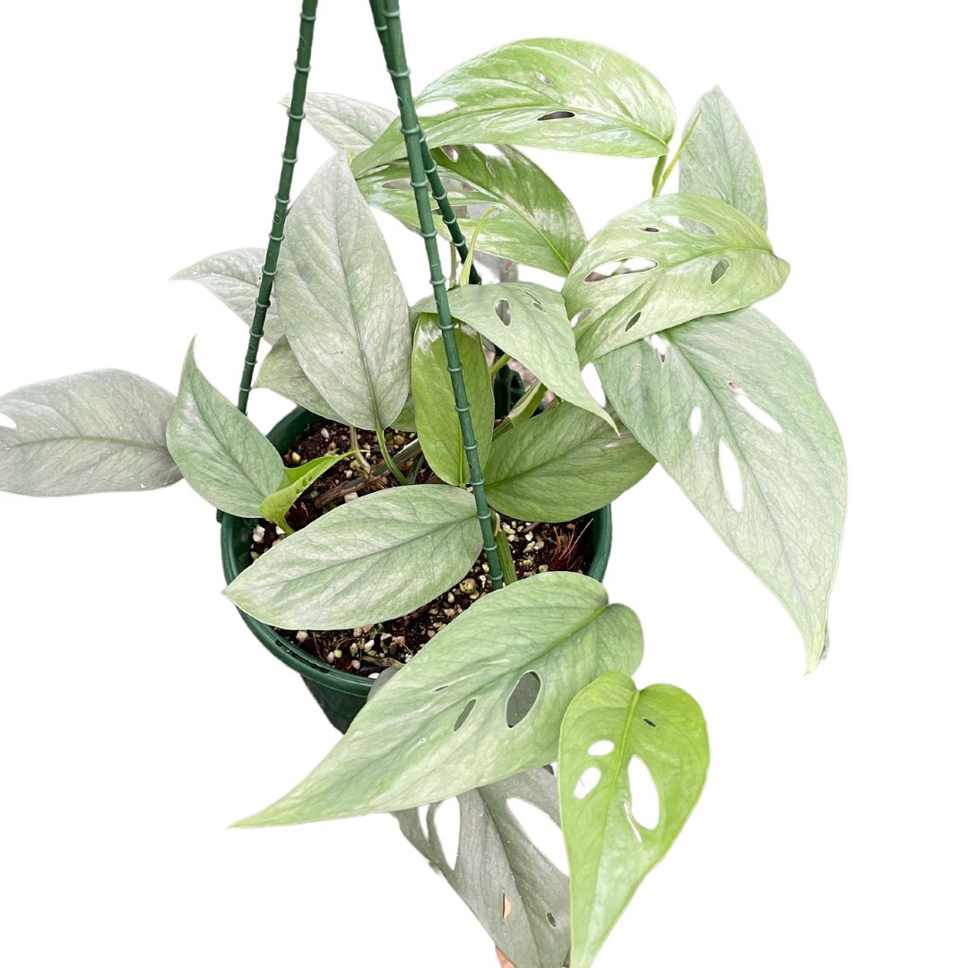 cebu blue pothos australia Cebu Blue Pothos Care – Growing & Maintenance Guide – Wera Plants