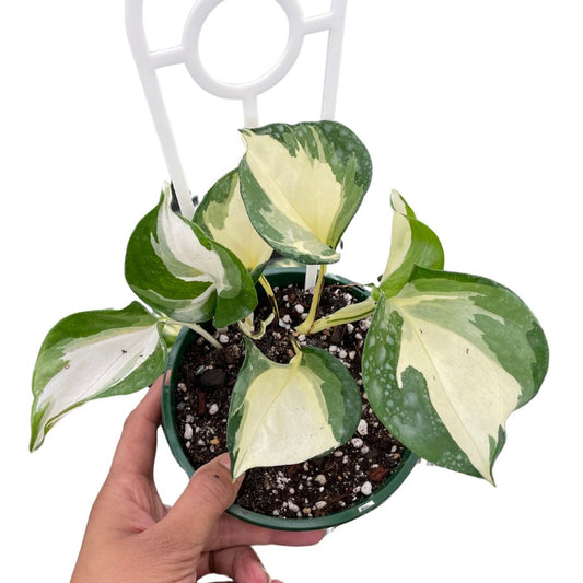 Manjula Pothos - Wera Plants