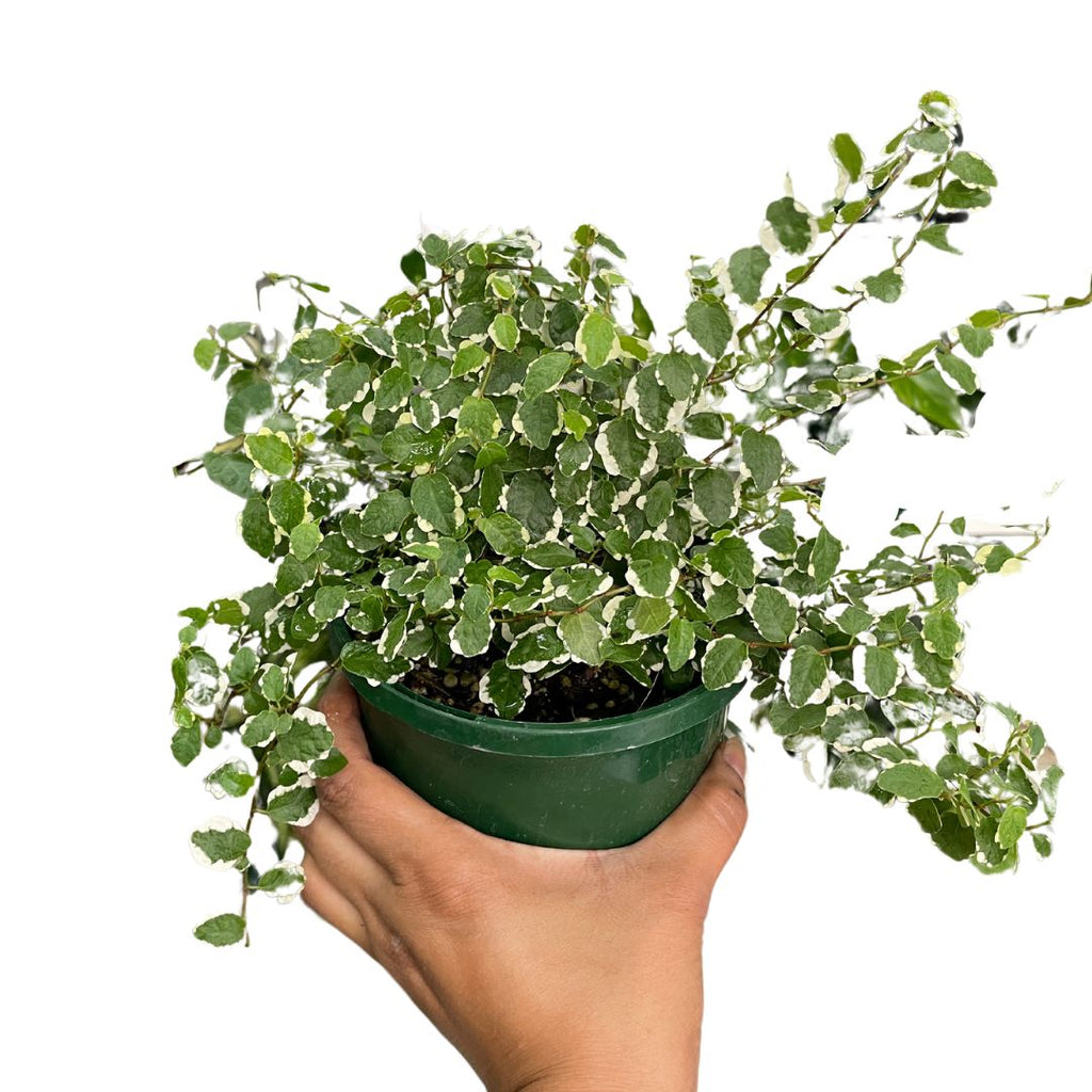 Ficus Pumila Icecap - Wera Plants