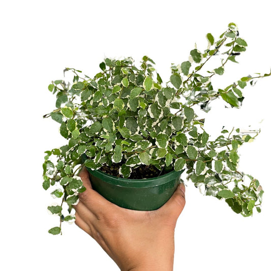 Ficus Pumila Icecap - Wera Plants
