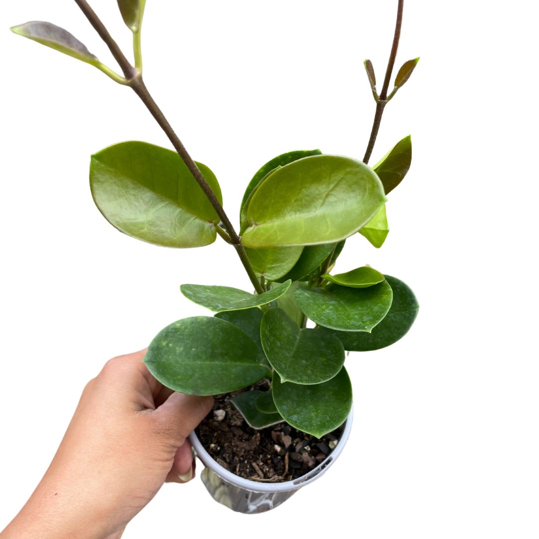 hoya-australis