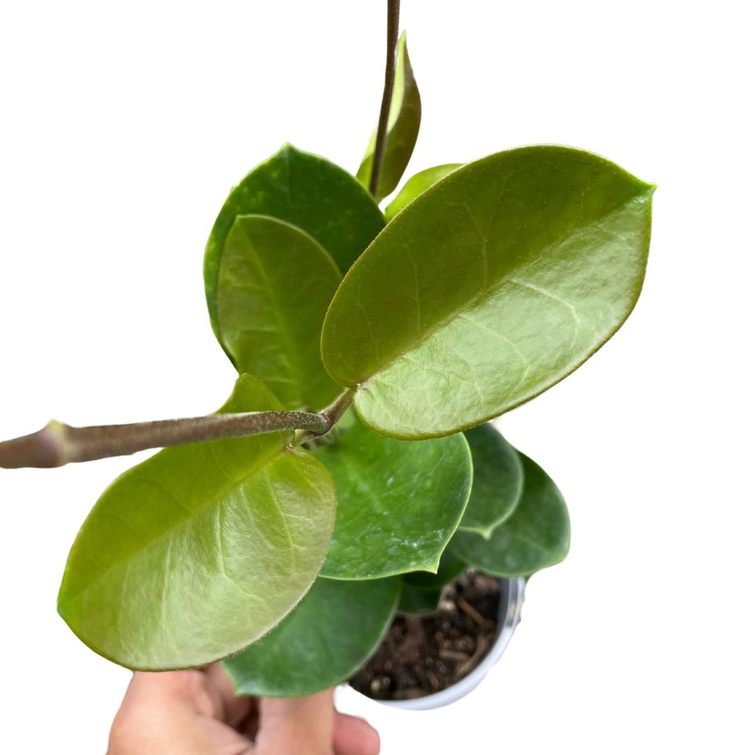 hoya-aldrichii