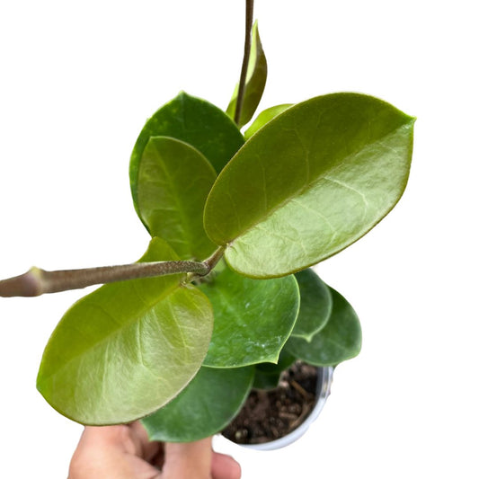 hoya-aldrichii