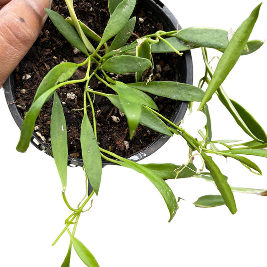 Hoya Pauciflora