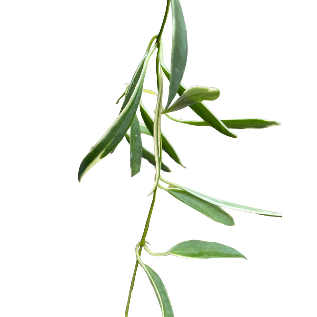 Hoya Pauciflora
