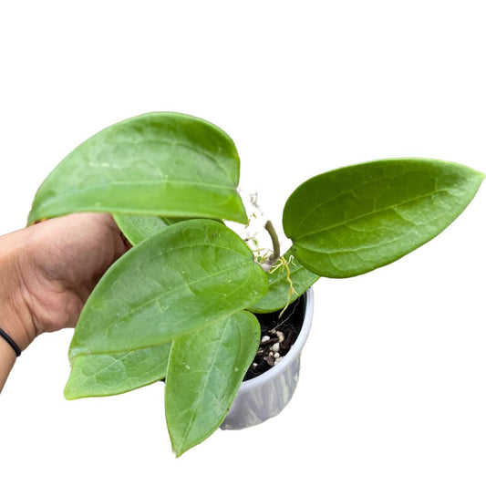 plant-trialing-clips-pack-of-20