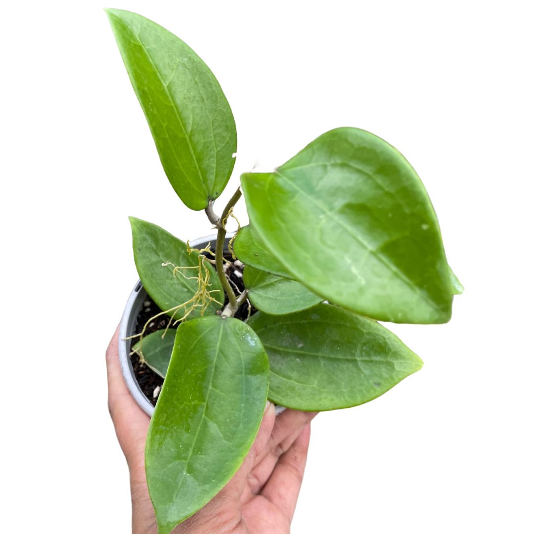 hoya-aldrichii