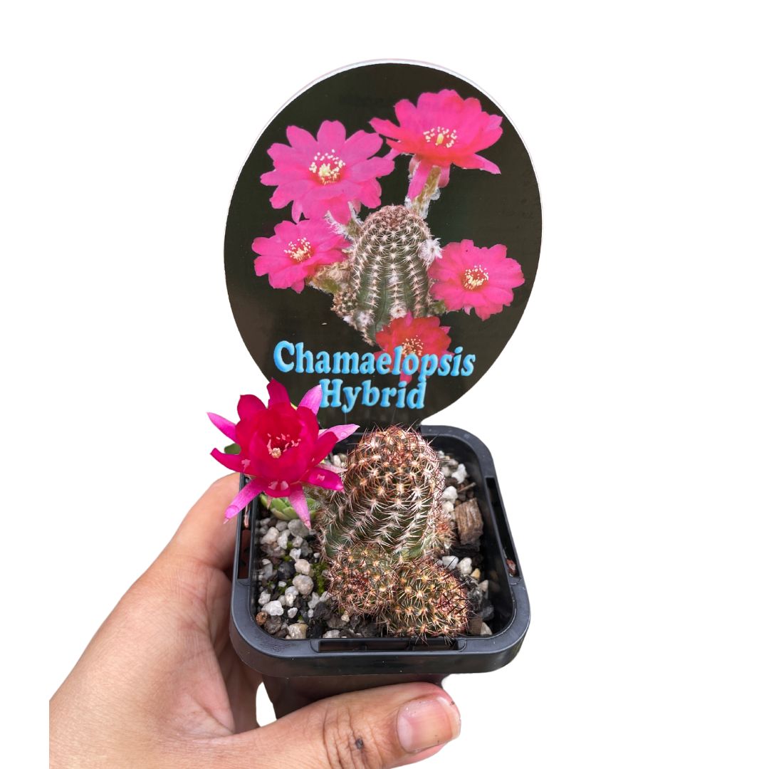 Chamaelopsis Hybrid