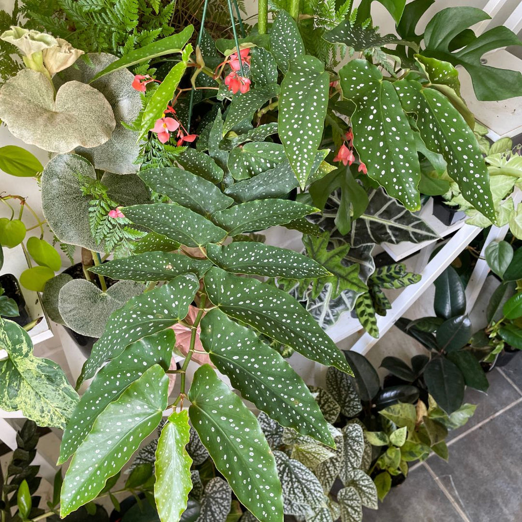 Begonia COCCINEA - Wera Plants