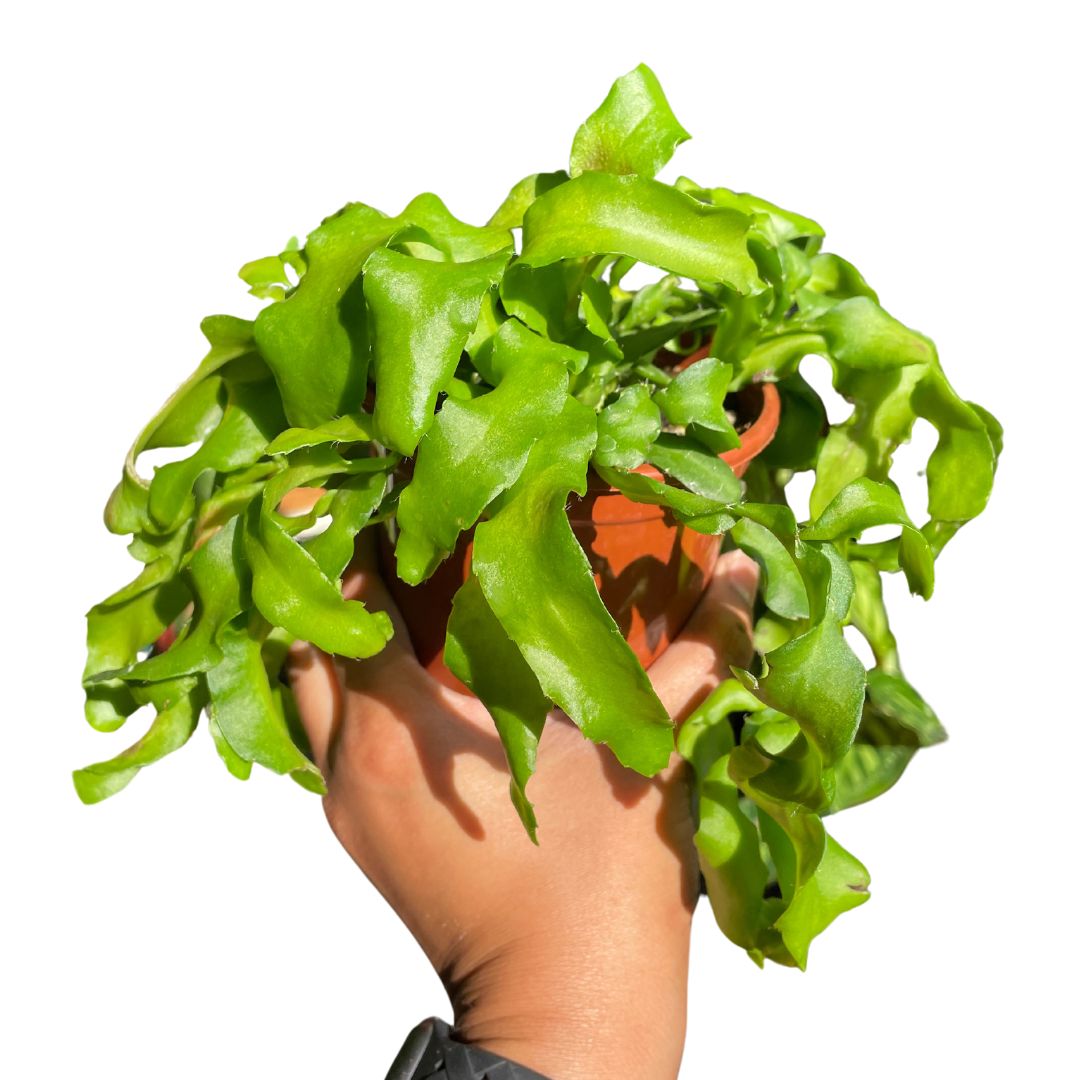 epiphyllum-guatemalense-monstrosa-curly-sue